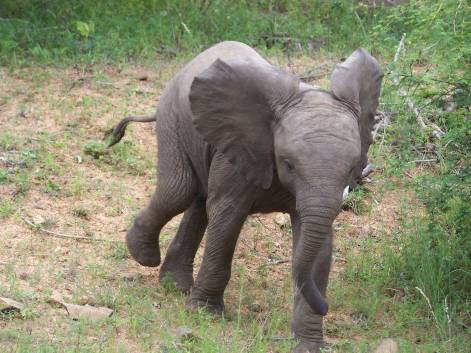 Elefantenjunges ganz in der Nähe des Skukuza Restcamp